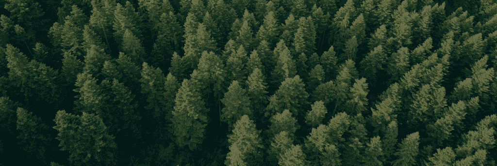 Tall Pines Construction