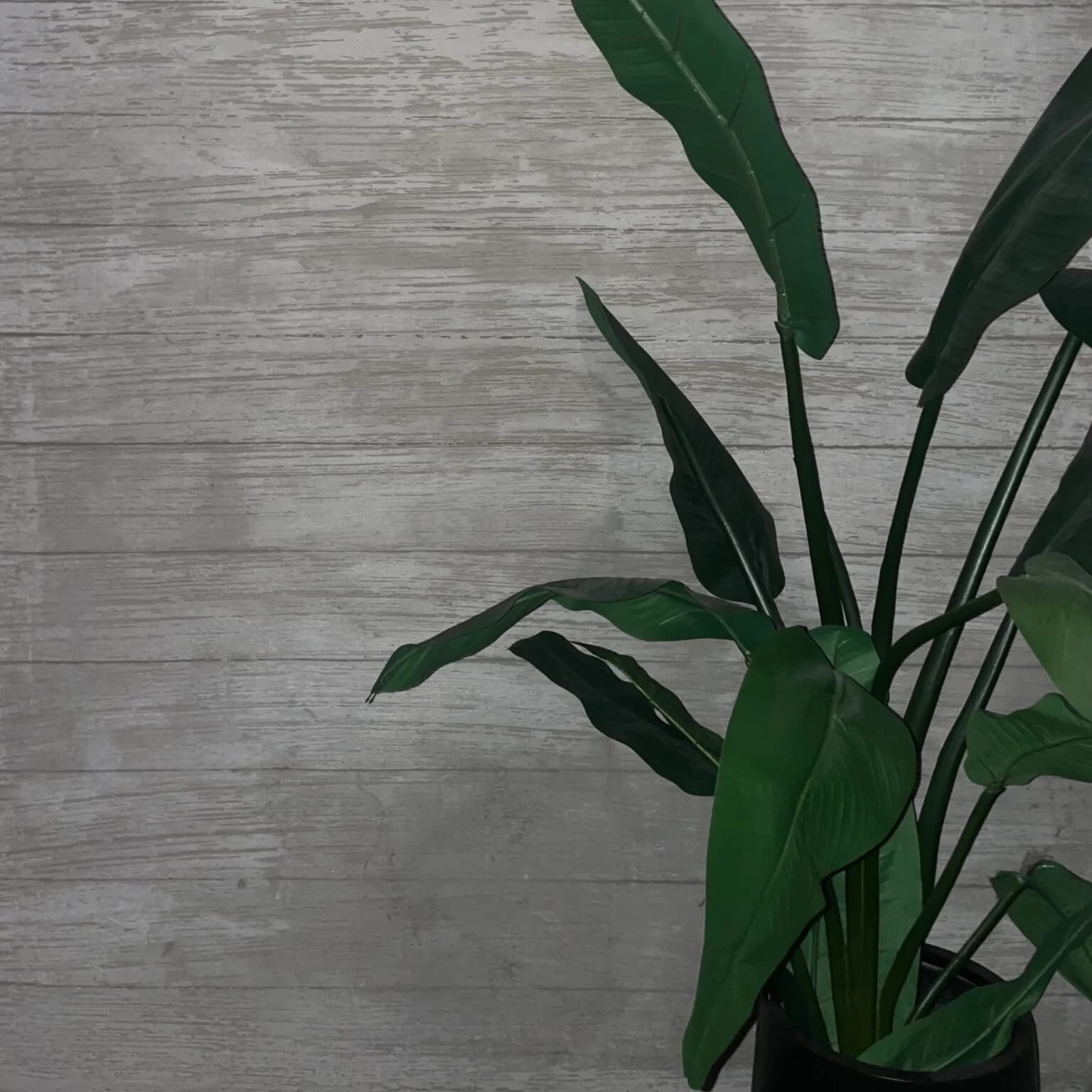 Venetian Art - Venetian Plaster Applicators Installers portfolio photo