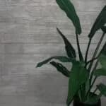 Venetian Art - Venetian Plaster Applicators Installers portfolio photo