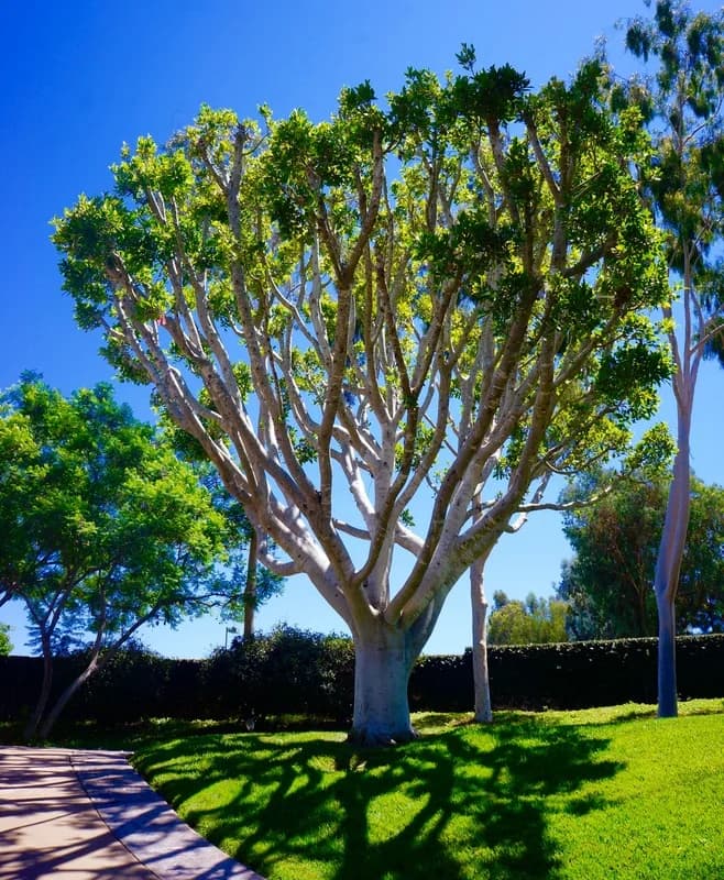 Detailed view of drought-tolerant landscape bed with decomposed granite