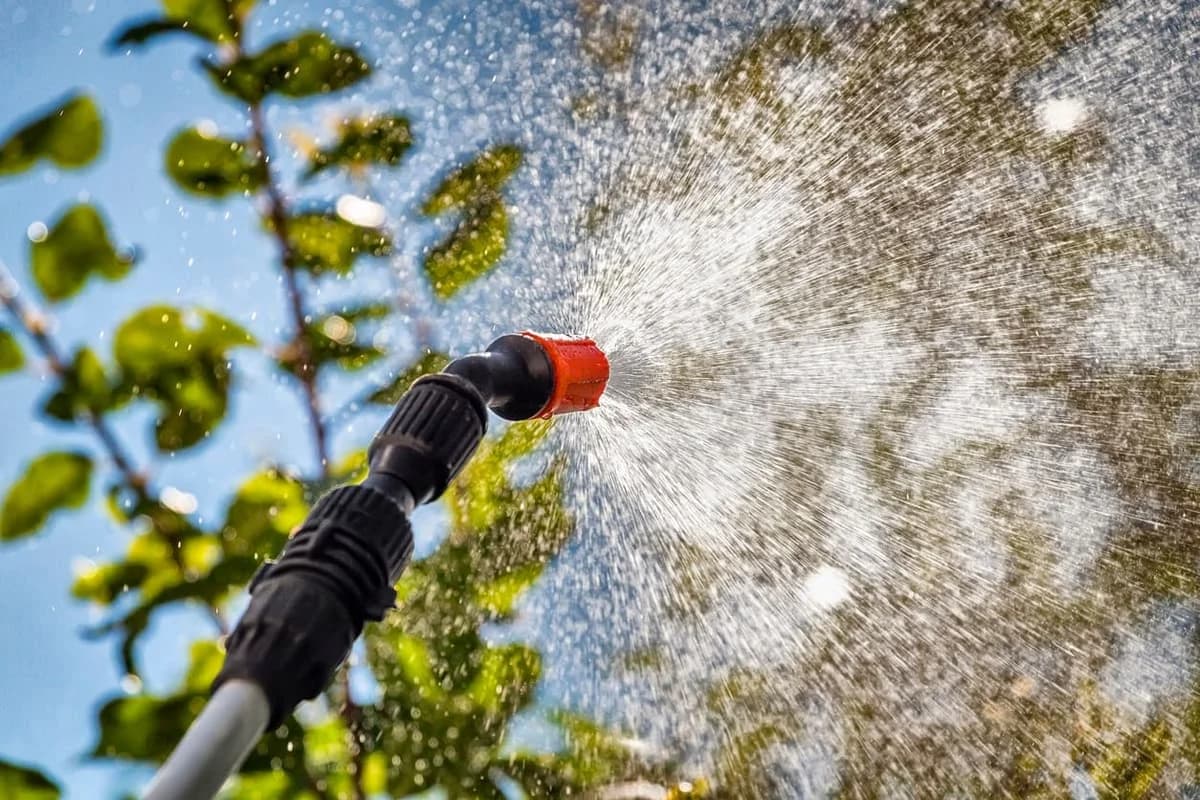 Why Your Trees Need Professional Fertilization — And When to Start