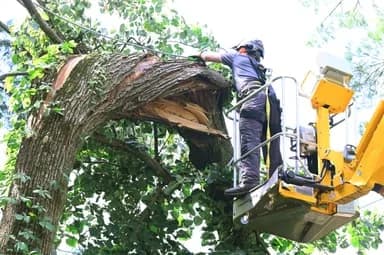 Tree Care Enterprises arborist in a bucket lift assessing a storm-damaged tree trunk