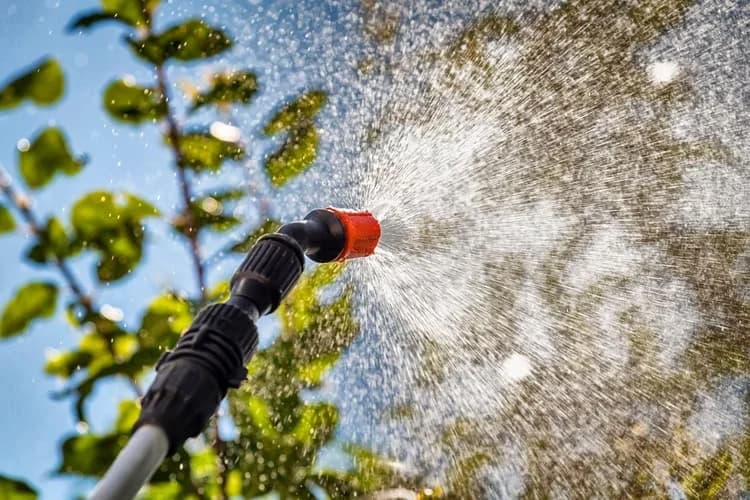 Why Your Trees Need Professional Fertilization — And When to Start
