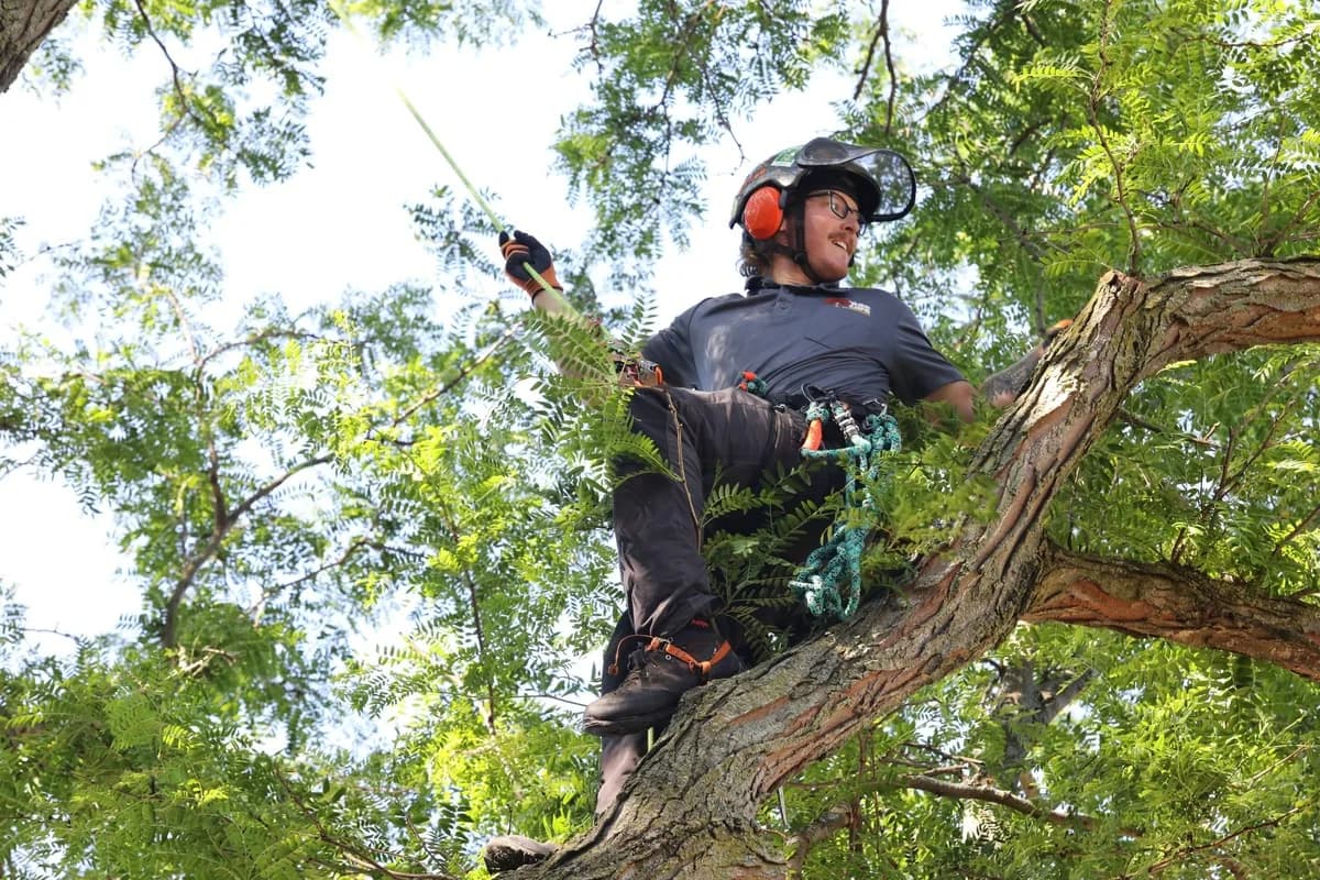 Tree Care Enterprises ISA Certified Arborist working from a climbing rope in a healthy mature tree