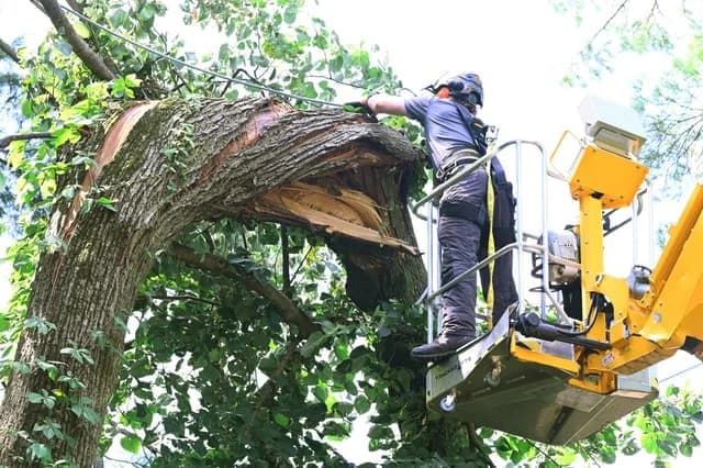 Tree Care Enterprises arborist in a bucket lift assessing a storm-damaged tree trunk
