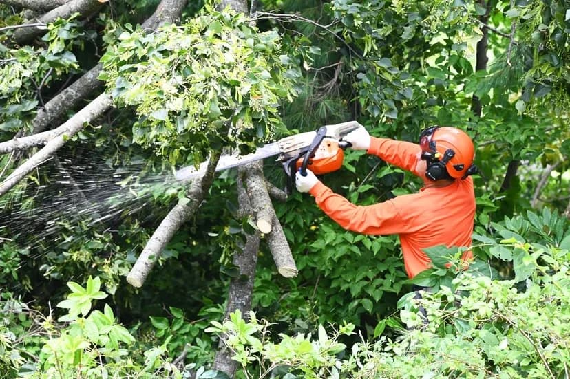 Tree Care Enterprises certified arborist pruning a tree with a chainsaw