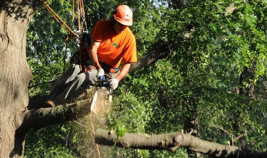 What to Expect from a Free Tree Service Estimate in Rockford