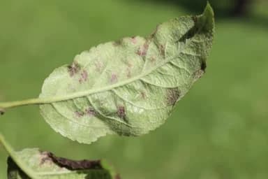 Effective Insect & Disease Control Tips for Summer and Early Fall