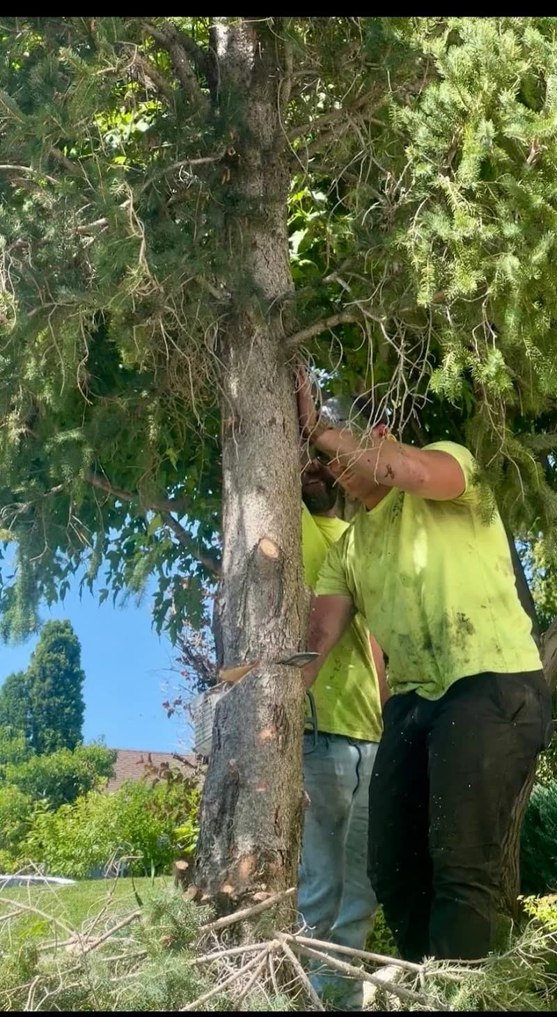 All Woods Tree Service portfolio photo
