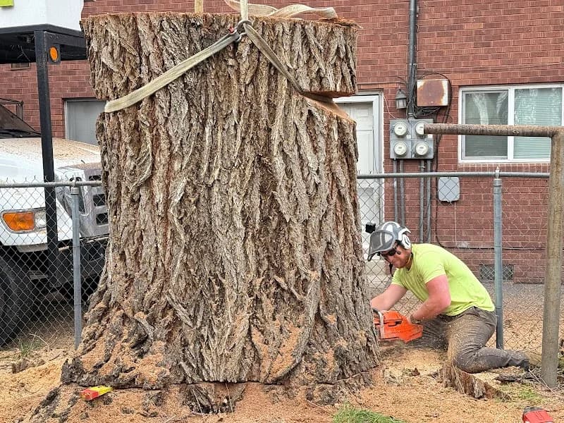 All Woods Tree Service portfolio photo