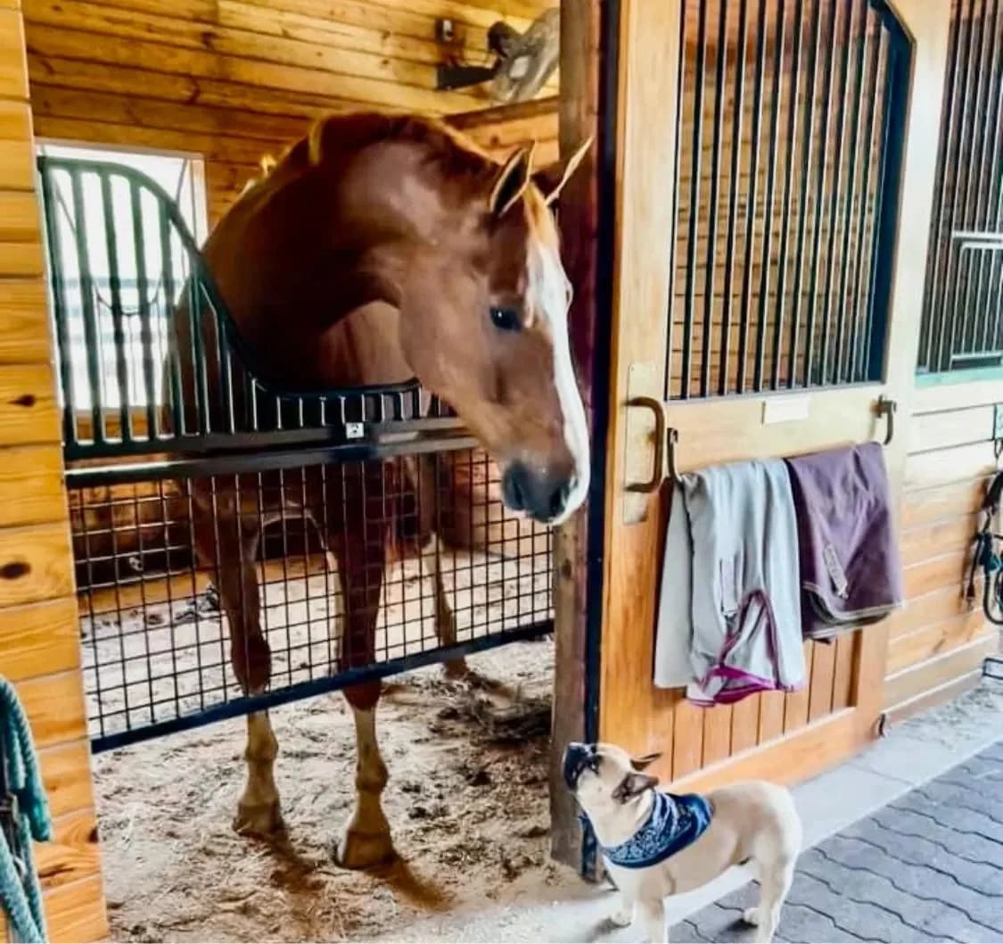 STALL GATES