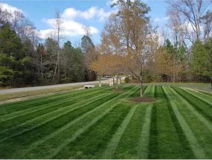 Freshly mowed lawn