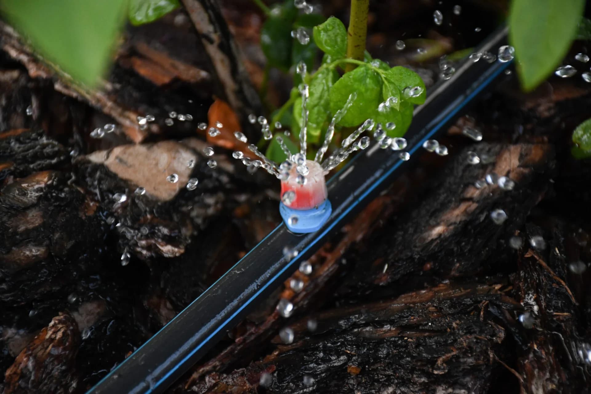 Residential Irrigation Experts - Design. Installation. Service. portfolio photo