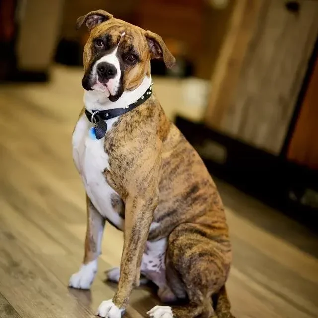 Finn Pet | TUF Flooring LLC