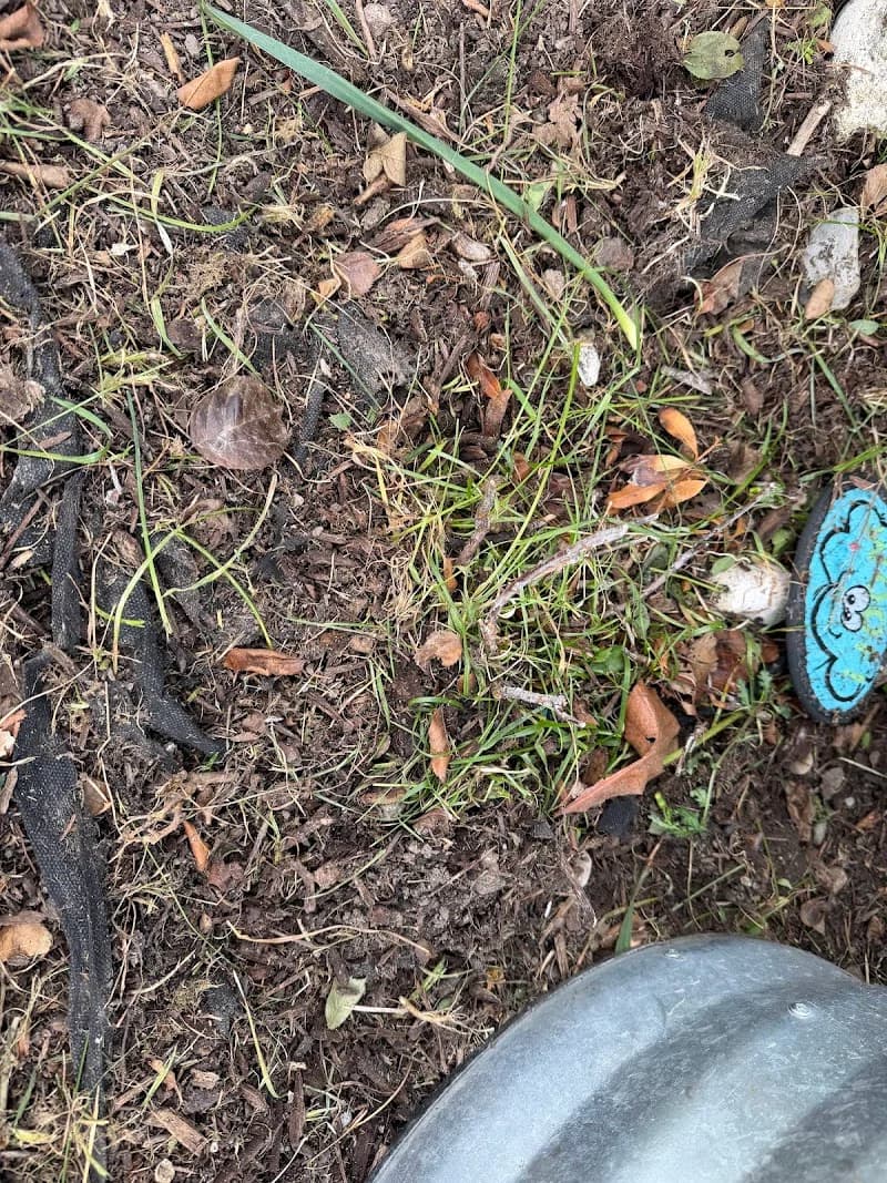 Local Lawn Care portfolio photo