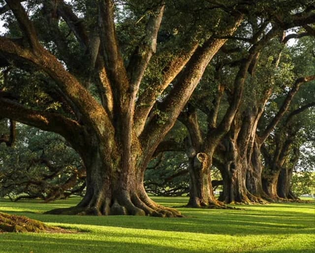 Lowcountry Earthscapes portfolio photo