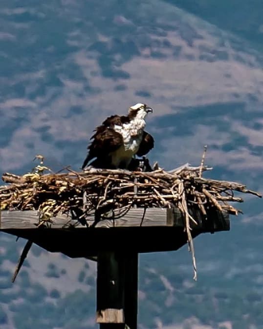 Silver Stone Electric portfolio photo