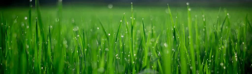 Eco Irrigation in Raleigh Maintenance, Repair, Upgrades portfolio photo