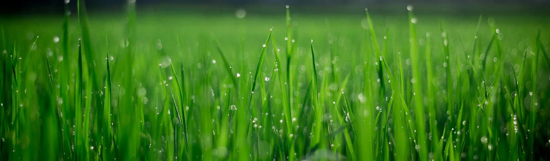 Eco Irrigation in Raleigh Maintenance, Repair, Upgrades portfolio photo